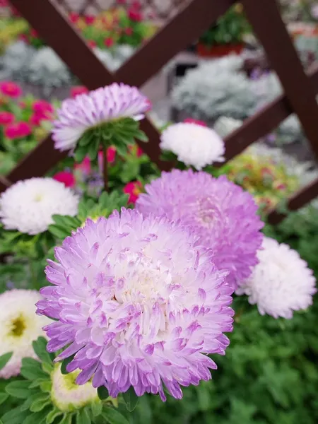 Изображение товара Набор семян цветов Агрофирма Партнер Астра китайская Зачарованная (2шт)