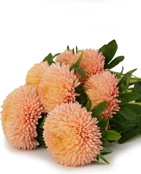 Изображение товара Набор семян цветов Агрофирма Партнер Астра китайская Осенний Поцелуй (2шт)