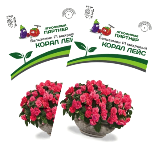 Изображение товара Набор семян цветов Агрофирма Партнер Бальзамин F1 Уоллера махровый Корал Лейс (2шт)