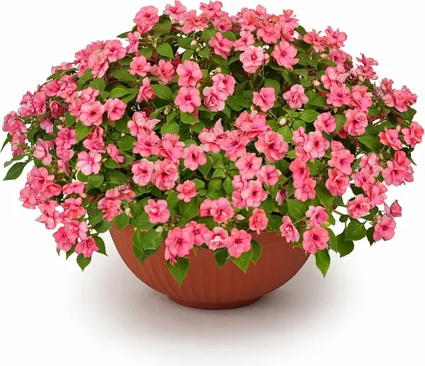 Изображение товара Набор семян цветов Агрофирма Партнер Бальзамин F1 Уоллера махровый Корал Лейс (2шт)