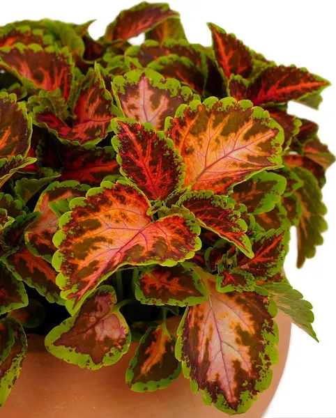 Изображение товара Набор семян цветов Агрофирма Партнер Колеус шлемниковидный Визард Корал Санрайз (2шт)