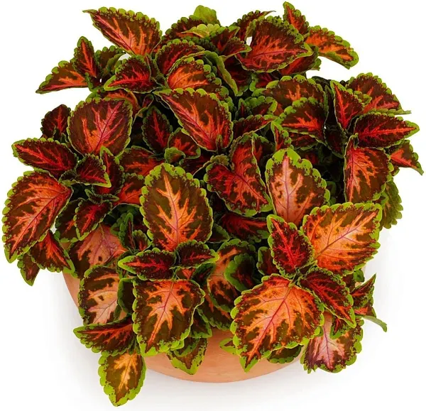 Изображение товара Набор семян цветов Агрофирма Партнер Колеус шлемниковидный Визард Корал Санрайз (2шт)