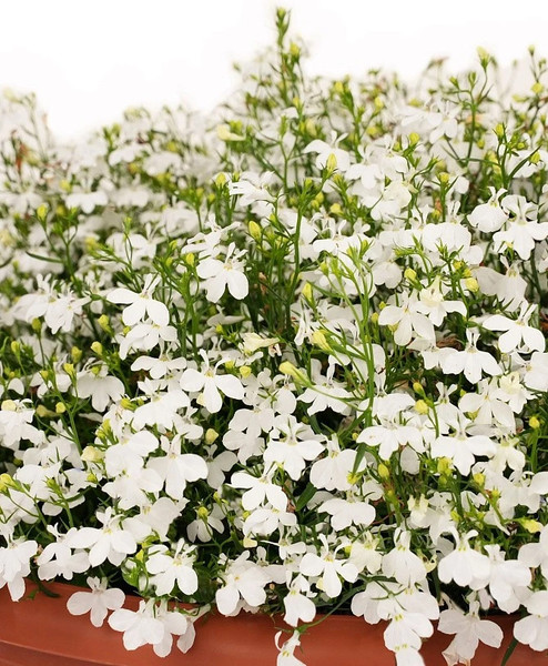 Изображение товара Набор семян цветов Агрофирма Партнер Лобелия ампельная Регатта Уайт (2шт)