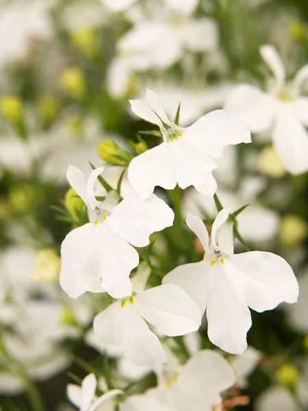 Изображение товара Набор семян цветов Агрофирма Партнер Лобелия ампельная Регатта Уайт (2шт)