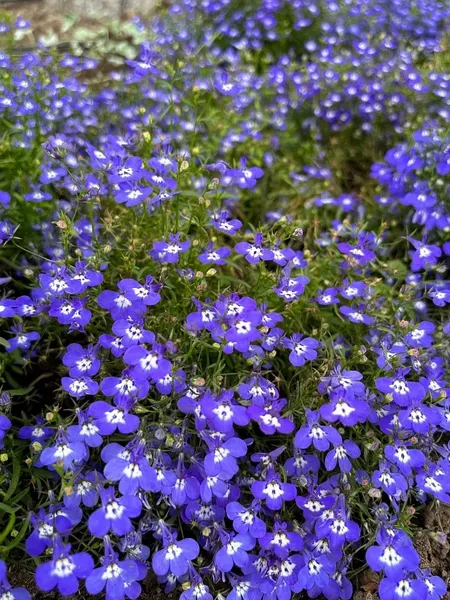 Изображение товара Набор семян цветов Агрофирма Партнер Лобелия каскадная Ривьера Блу Ай (2шт)