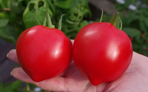 Изображение товара Семена Агрофирма Партнер Томат Анфиса F1