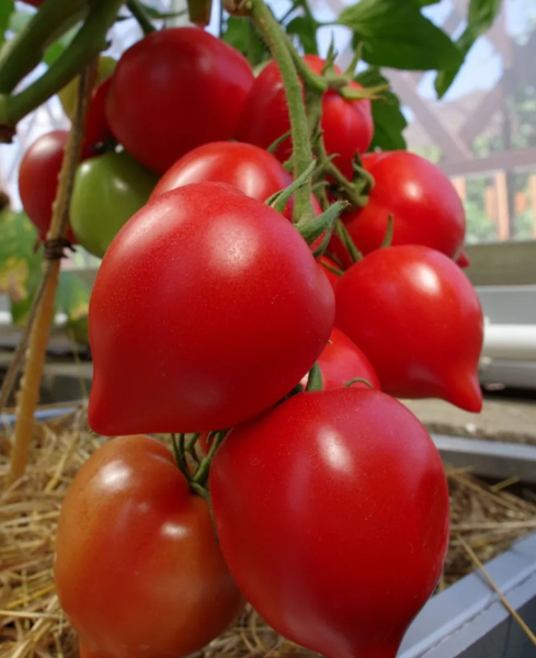 Изображение товара Семена Агрофирма Партнер Томат Анфиса F1