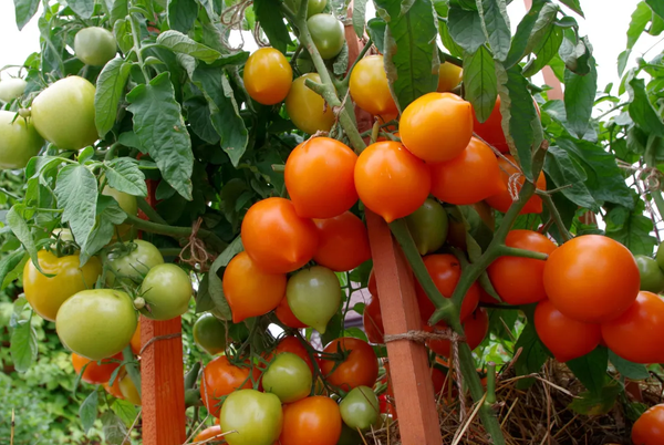 Изображение товара Семена Агрофирма Партнер Томат Артистка F1