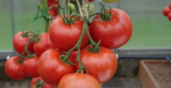 Изображение товара Семена Агрофирма Партнер Томат Красный Факел F1