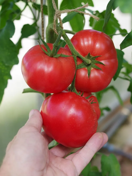 Изображение товара Семена Агрофирма Партнер Томат Леди Роуз F1