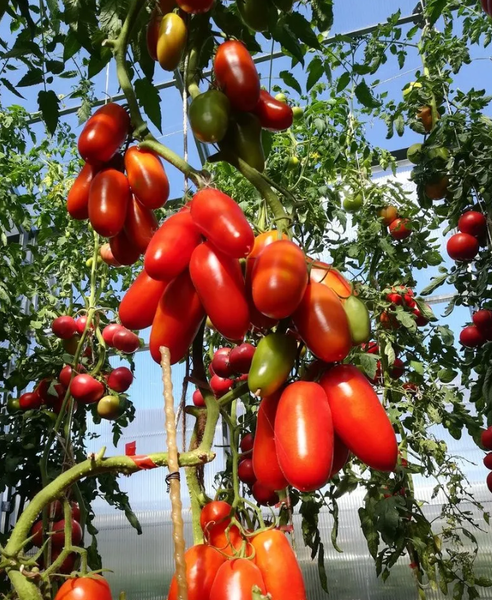 Изображение товара Семена Агрофирма Партнер Томат Дамский Каприз F1