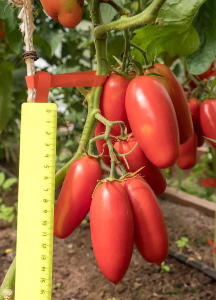 Изображение товара Семена Агрофирма Партнер Томат Дамский Каприз F1