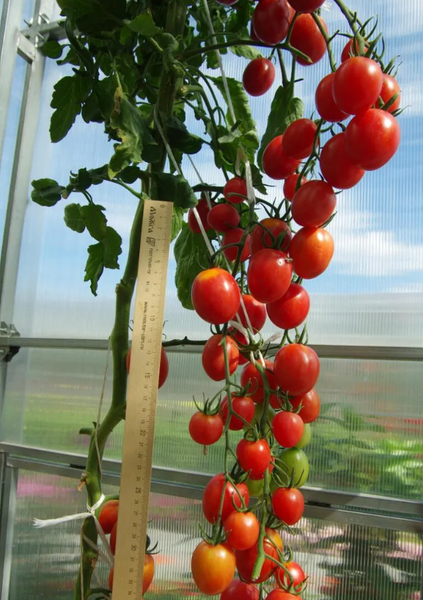 Изображение товара Семена Агрофирма Партнер Томат Летний Бал F1