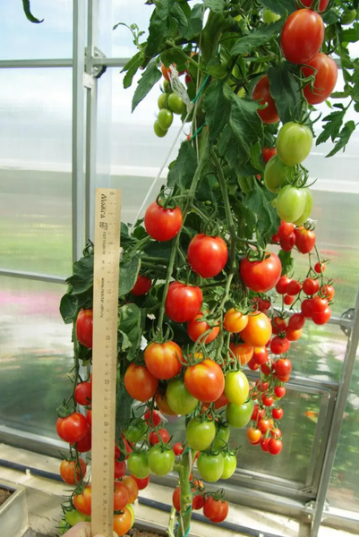 Изображение товара Семена Агрофирма Партнер Томат Летний Бал F1