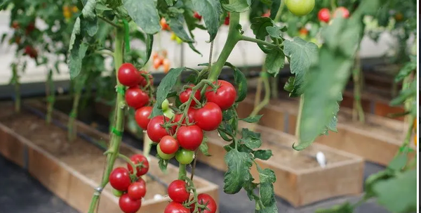 Изображение товара Семена Агрофирма Партнер Томат Малиновый Коктейль F1