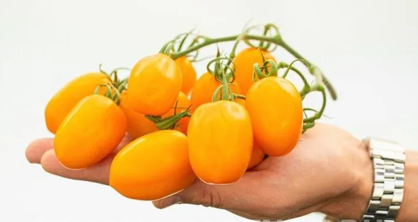 Изображение товара Семена Агрофирма Партнер Томат Версаль F1