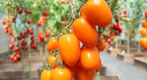 Изображение товара Семена Агрофирма Партнер Томат Версаль F1