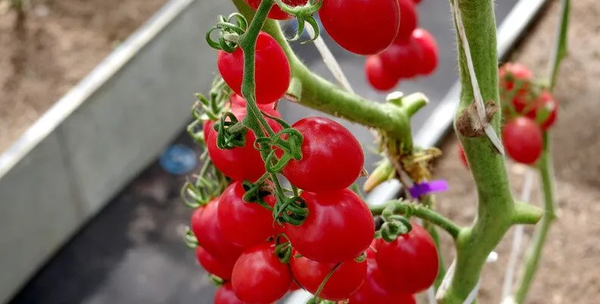 Изображение товара Семена Агрофирма Партнер Томат Моне F1