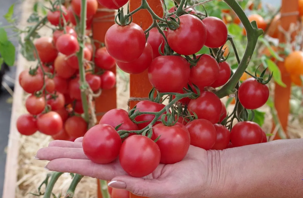 Изображение товара Семена Агрофирма Партнер Томат Принцесса F1