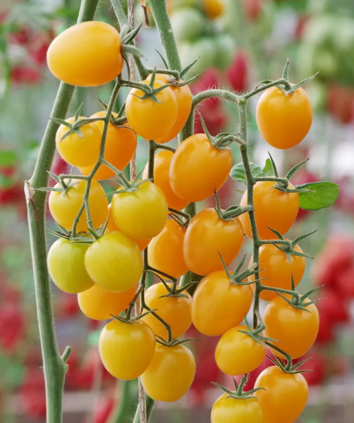 Изображение товара Семена Агрофирма Партнер Томат Черри Софа F1