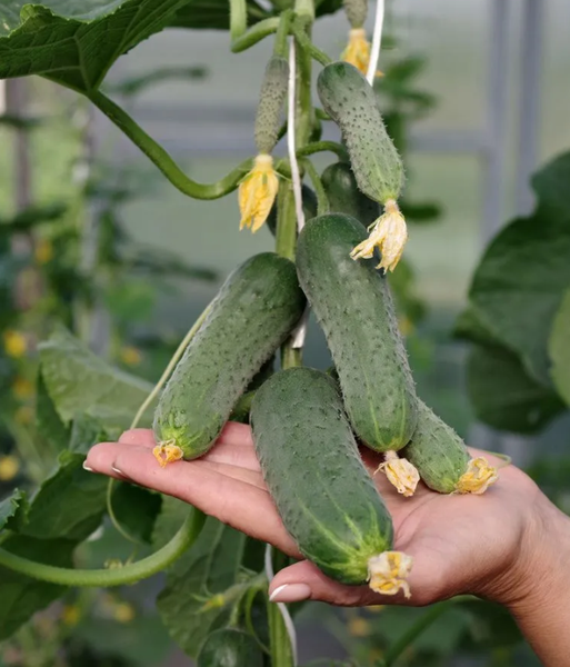 Изображение товара Семена Агрофирма Партнер Огурец партенокарпический Фулл Хаус F1