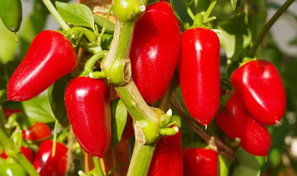 Изображение товара Семена Агрофирма Партнер Перец сладкий Никки F1