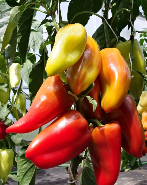 Изображение товара Семена Агрофирма Партнер Перец сладкий Пилот F1