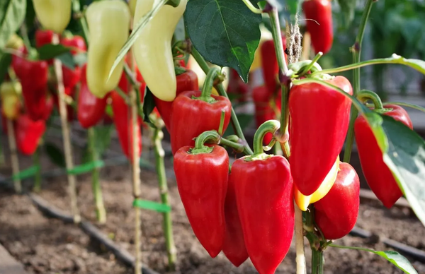 Изображение товара Семена Агрофирма Партнер Перец сладкий Союз F1