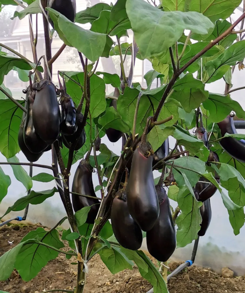 Изображение товара Семена Агрофирма Партнер Баклажан Блэк Джек F1