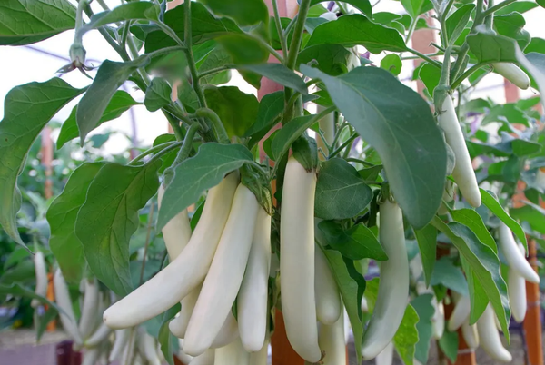 Изображение товара Семена Агрофирма Партнер Баклажан Мотя F1