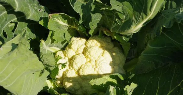 Изображение товара Семена Агрофирма Партнер Капуста цветная Смилла F1