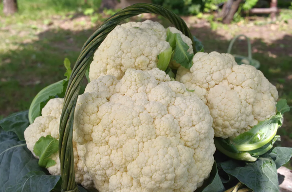 Изображение товара Семена Агрофирма Партнер Капуста цветная Уайт Эксель F1