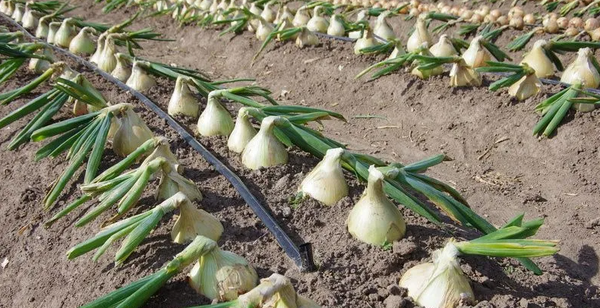 Изображение товара Семена Агрофирма Партнер Лук репчатый Эксибишен