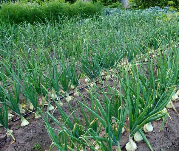 Изображение товара Семена Агрофирма Партнер Лук репчатый Эксибишен