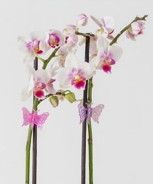 Изображение товара Набор зажимов садовых Garden Show Клипсы для орхидей (8шт, бабочка/стрекоза)