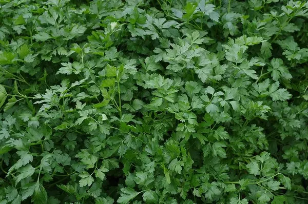 Изображение товара Набор семян Агрофирма Партнер Петрушка листовая Итальянский гигант (2шт)