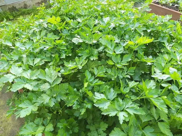 Изображение товара Набор семян Агрофирма Партнер Петрушка листовая Итальянский гигант (2шт)