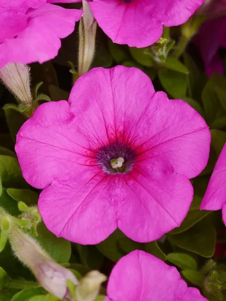 Изображение товара Набор семян цветов Агрофирма Партнер Петуния F1 Изи Вэйв Неон Роуз F1 (2шт)