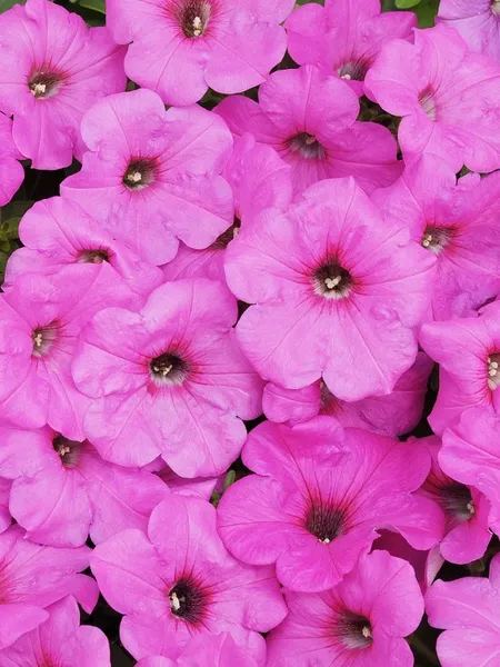 Изображение товара Набор семян цветов Агрофирма Партнер Петуния F1 Изи Вэйв Неон Роуз F1 (2шт)