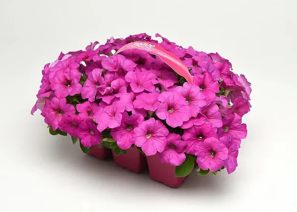 Изображение товара Набор семян цветов Агрофирма Партнер Петуния F1 Изи Вэйв Неон Роуз F1 (2шт)