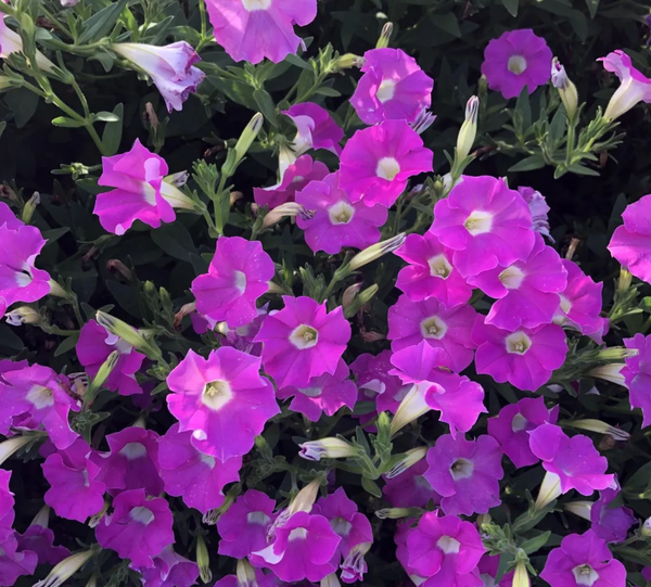 Изображение товара Набор семян цветов Агрофирма Партнер Петуния Лагуна Альбертина F1 (2шт)