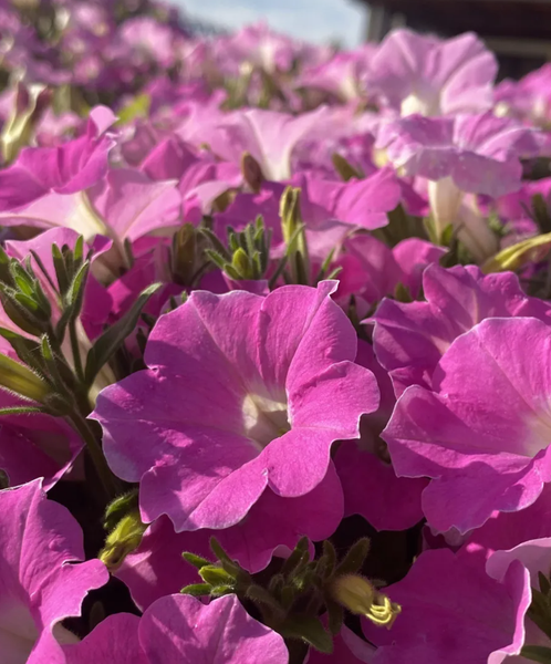 Изображение товара Набор семян цветов Агрофирма Партнер Петуния Лагуна Альбертина F1 (2шт)