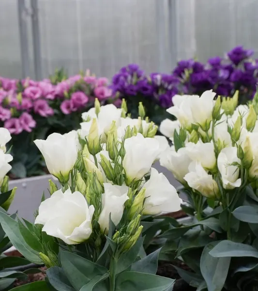 Изображение товара Набор семян цветов Агрофирма Партнер Эустома F1 карликовая айвори Мисс Эбони Бьютти (2шт)