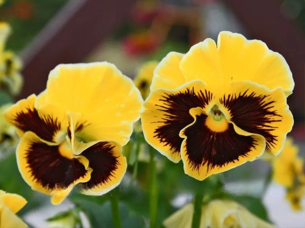 Изображение товара Набор семян цветов Агрофирма Партнер Виола бахромчатая Танго-Манго Кан-Кан F1 (2шт)