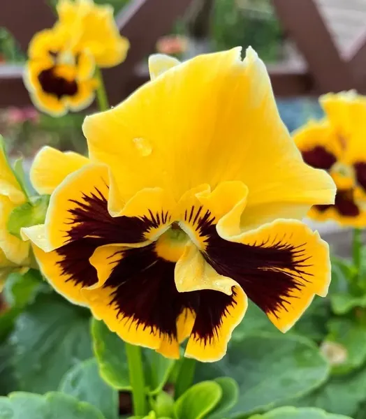 Изображение товара Набор семян цветов Агрофирма Партнер Виола бахромчатая Танго-Манго Кан-Кан F1 (2шт)