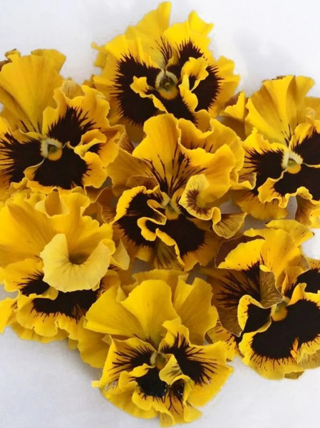 Изображение товара Набор семян цветов Агрофирма Партнер Виола бахромчатая Танго-Манго Кан-Кан F1 (2шт)