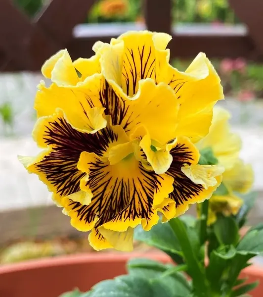 Изображение товара Набор семян цветов Агрофирма Партнер Виола бахромчатая Танго-Манго Кан-Кан F1 (2шт)