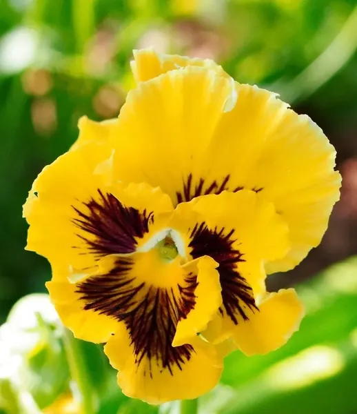 Изображение товара Набор семян цветов Агрофирма Партнер Виола бахромчатая Танго-Манго Кан-Кан F1 (2шт)