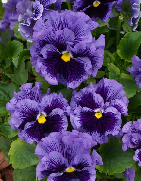 Изображение товара Набор семян цветов Агрофирма Партнер Виола бахромчатая Танго-Манго Румба F1 (2шт)