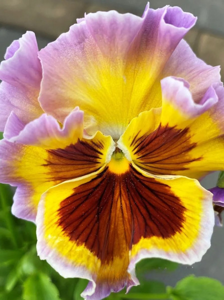 Изображение товара Набор семян цветов Агрофирма Партнер Виола бахромчатая срезочная Эпоха Барокко F1 (2шт)